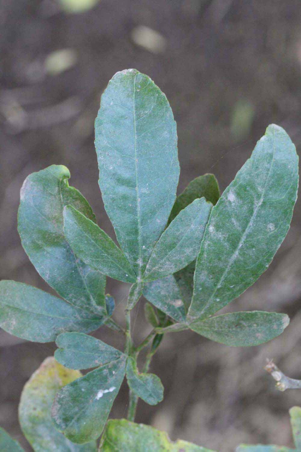              Trifoliolate leaf (Riverside, CA)       